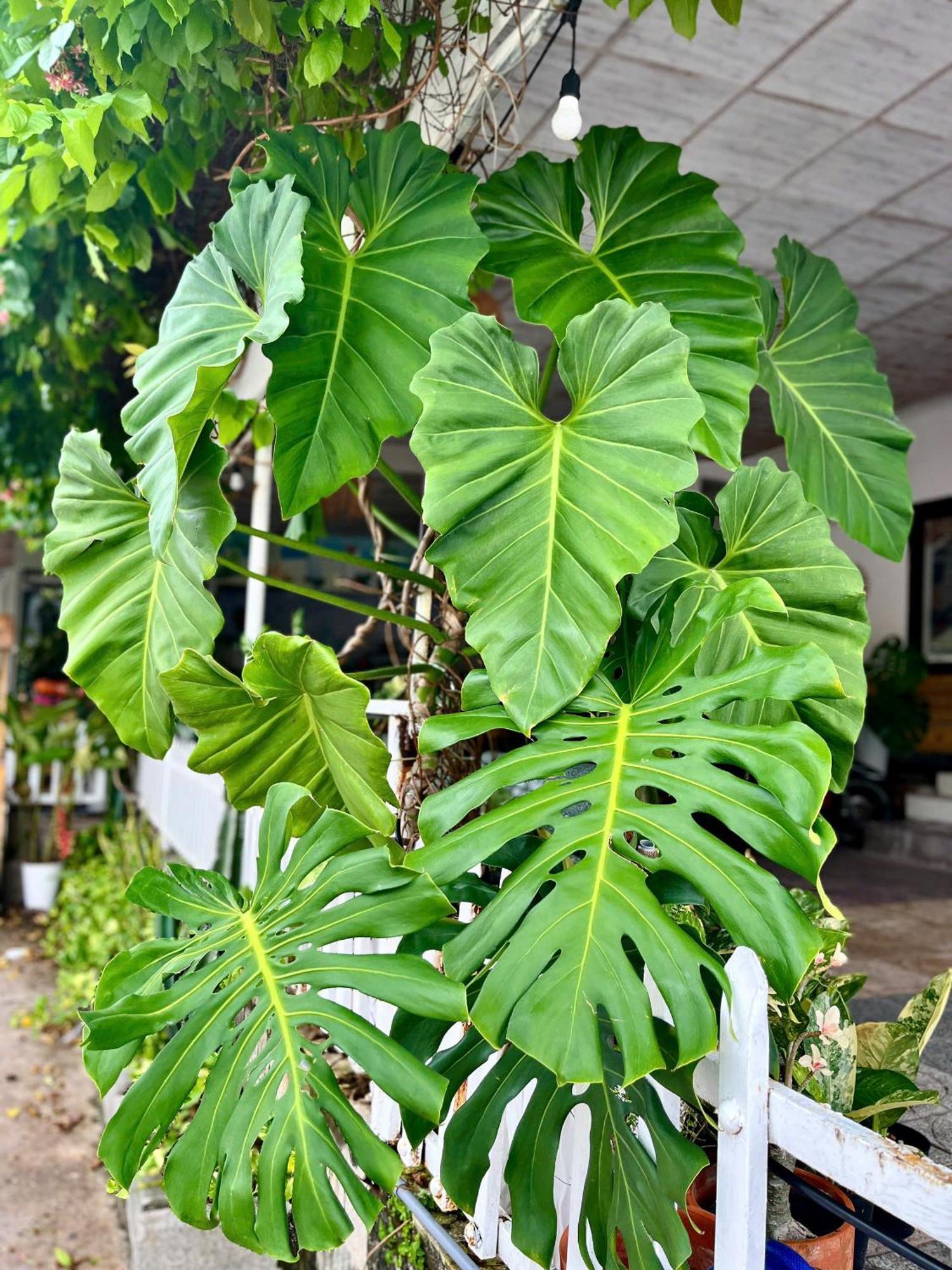N'T Homestay Mui Ne Exterior foto
